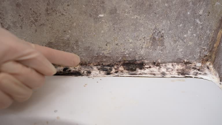 Best Environmental Consulting for Mold Prevention  in Griffith, IN